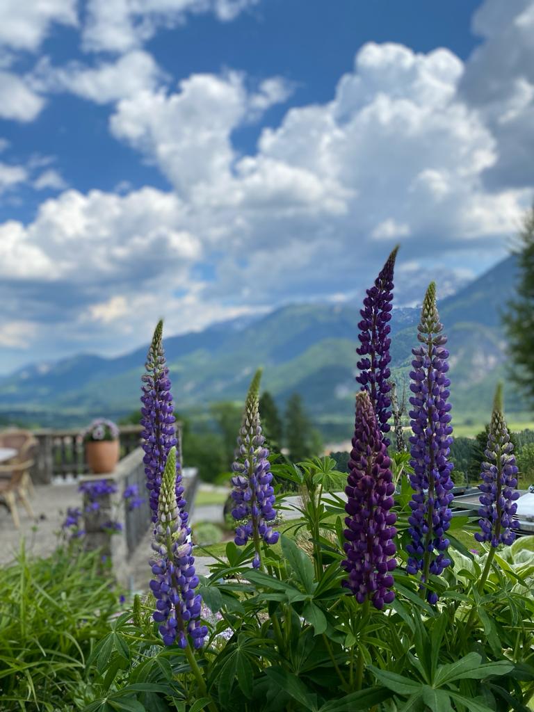 MonteurZimmer: Ferienwohnung Lemberger 