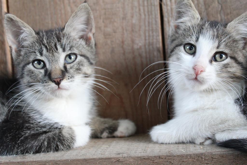 Monteur-Zimmer - St. Stefan an der Gail - Eichenhof