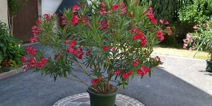 Monteur-Zimmer - Söchau - Gästehaus Weber