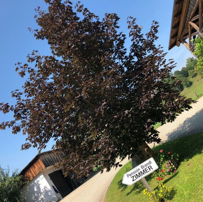 Monteur-Zimmer - Köflach - Pension Brandl