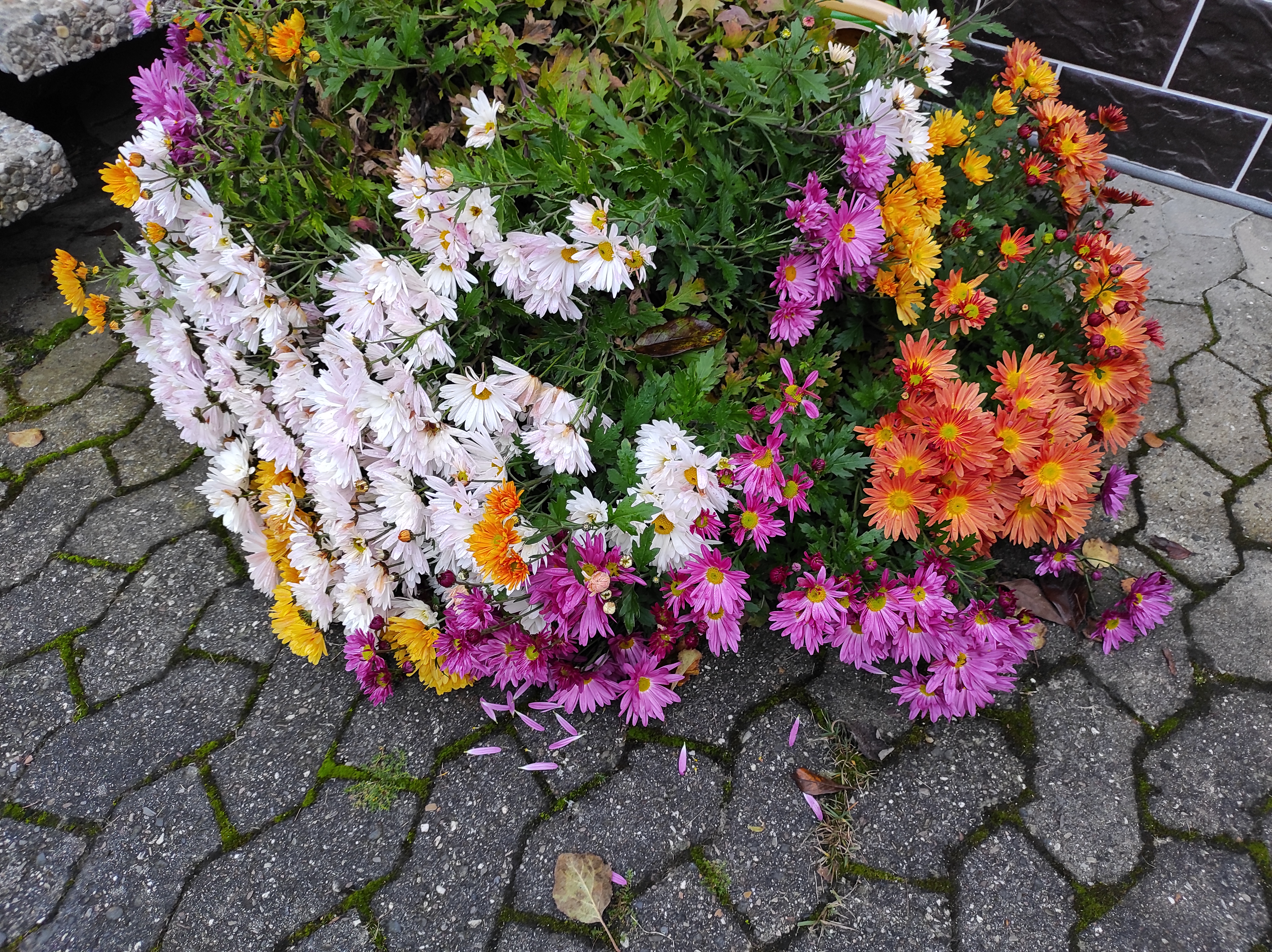 MonteurZimmer: Blumen - Ferienwohnung Nadine Brand