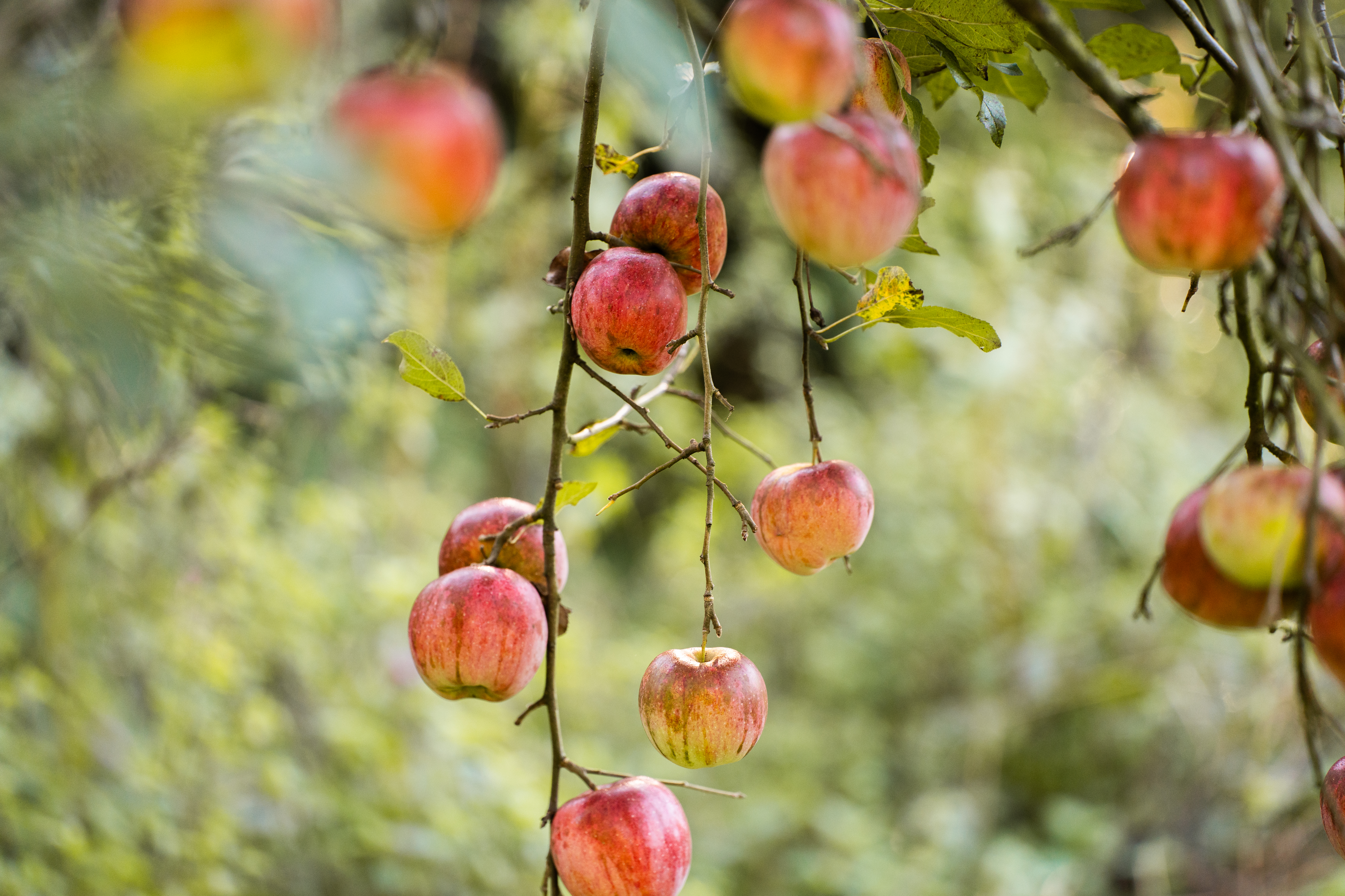 MonteurZimmer: Eigener Gartenbereich - Ferienwohnung am Wildbach bei Passau